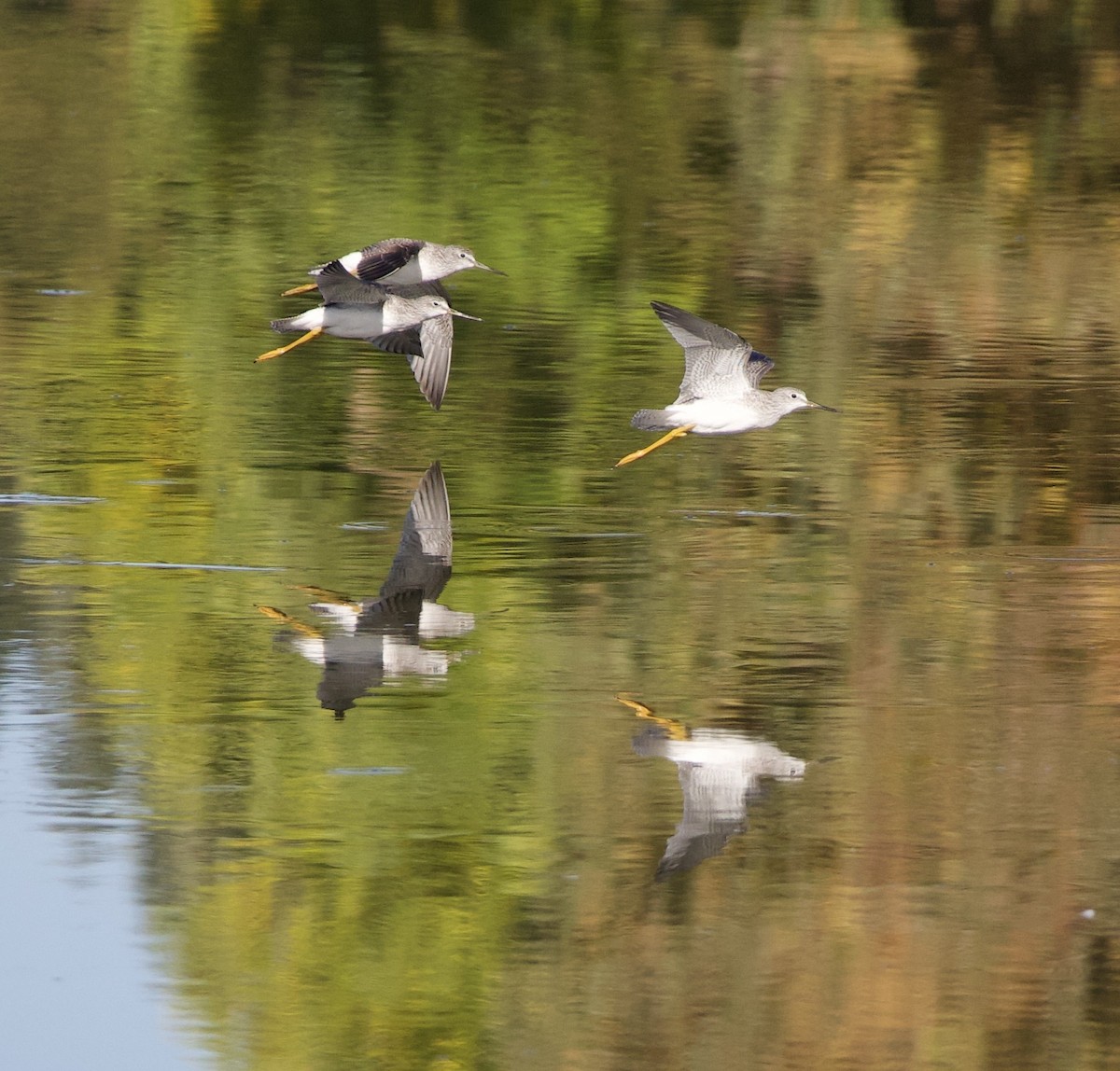 Greater Yellowlegs - ML645942943