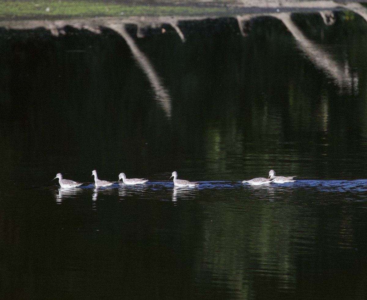 Greater Yellowlegs - ML645942944