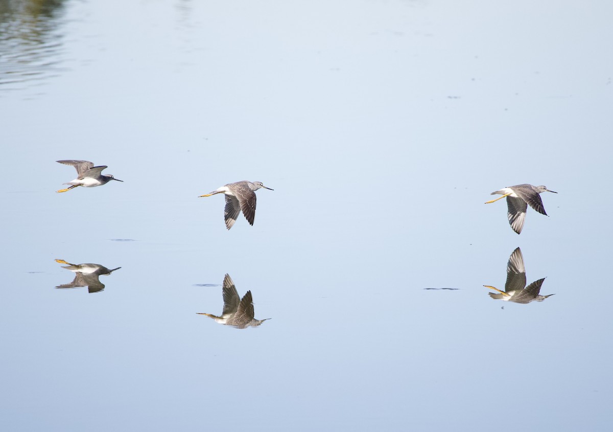 Greater Yellowlegs - ML645942945