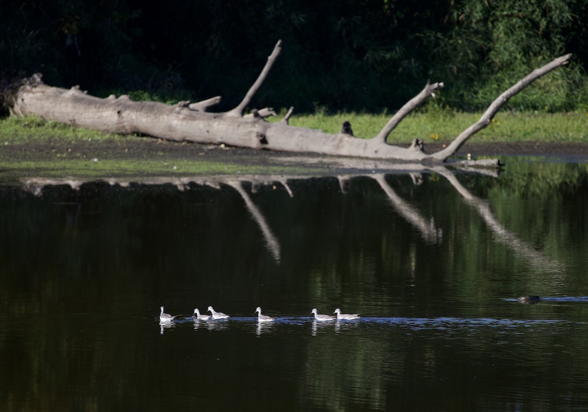 Greater Yellowlegs - ML645942946