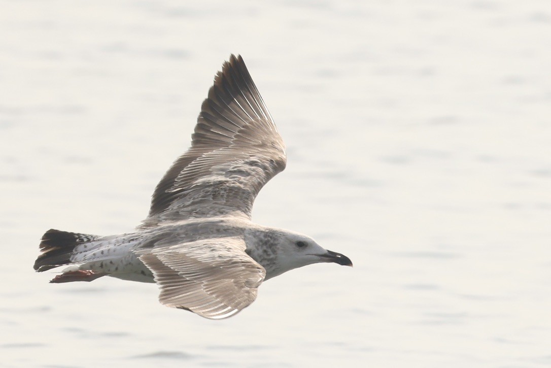 Zafferano - ML645942958