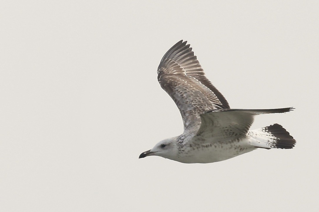 Zafferano - ML645942959