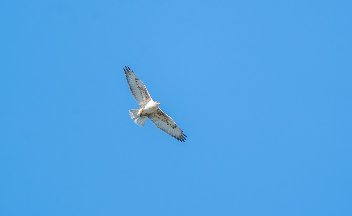 Ferruginous Hawk - ML645942962