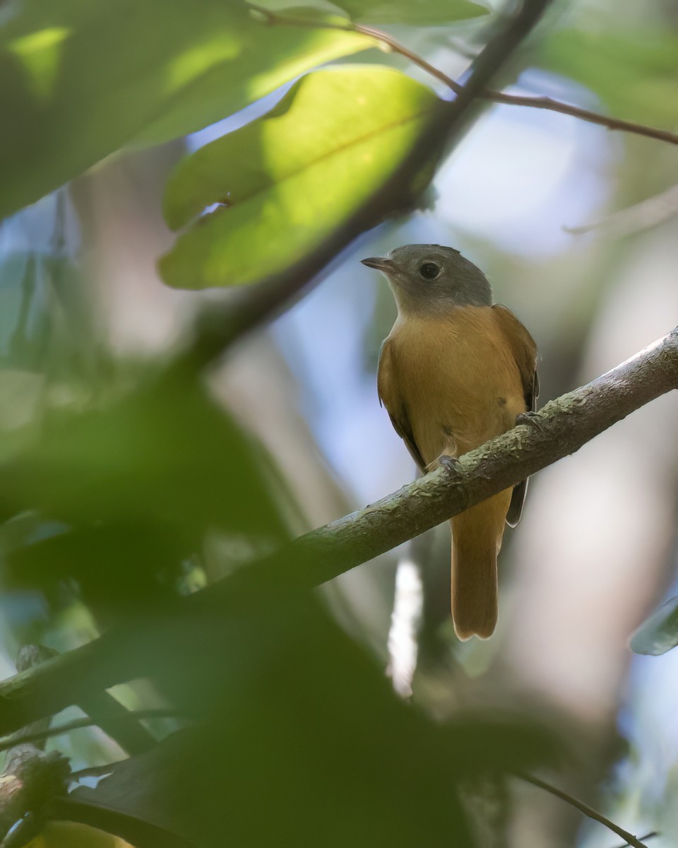 Cinnamon Manakin-Tyrant - ML645942971