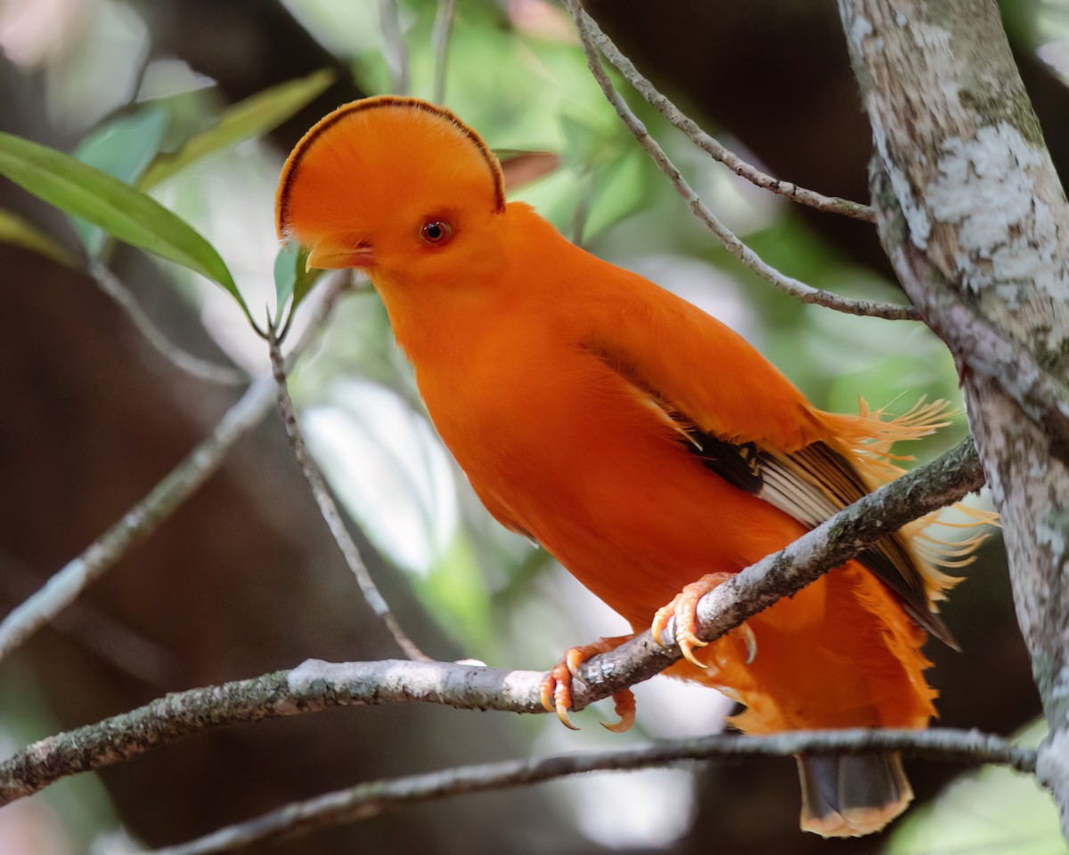 Guianan Cock-of-the-rock - ML645942977