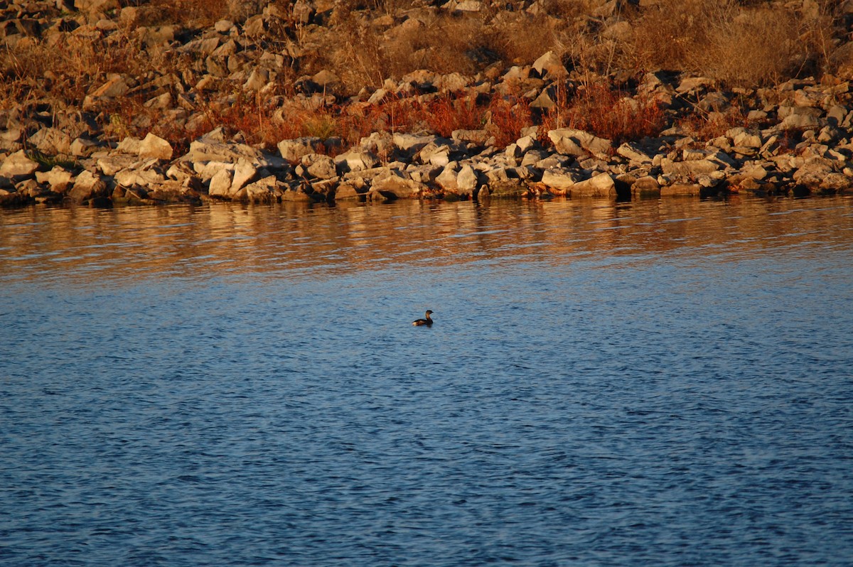 Pied-billed Grebe - ML645942979