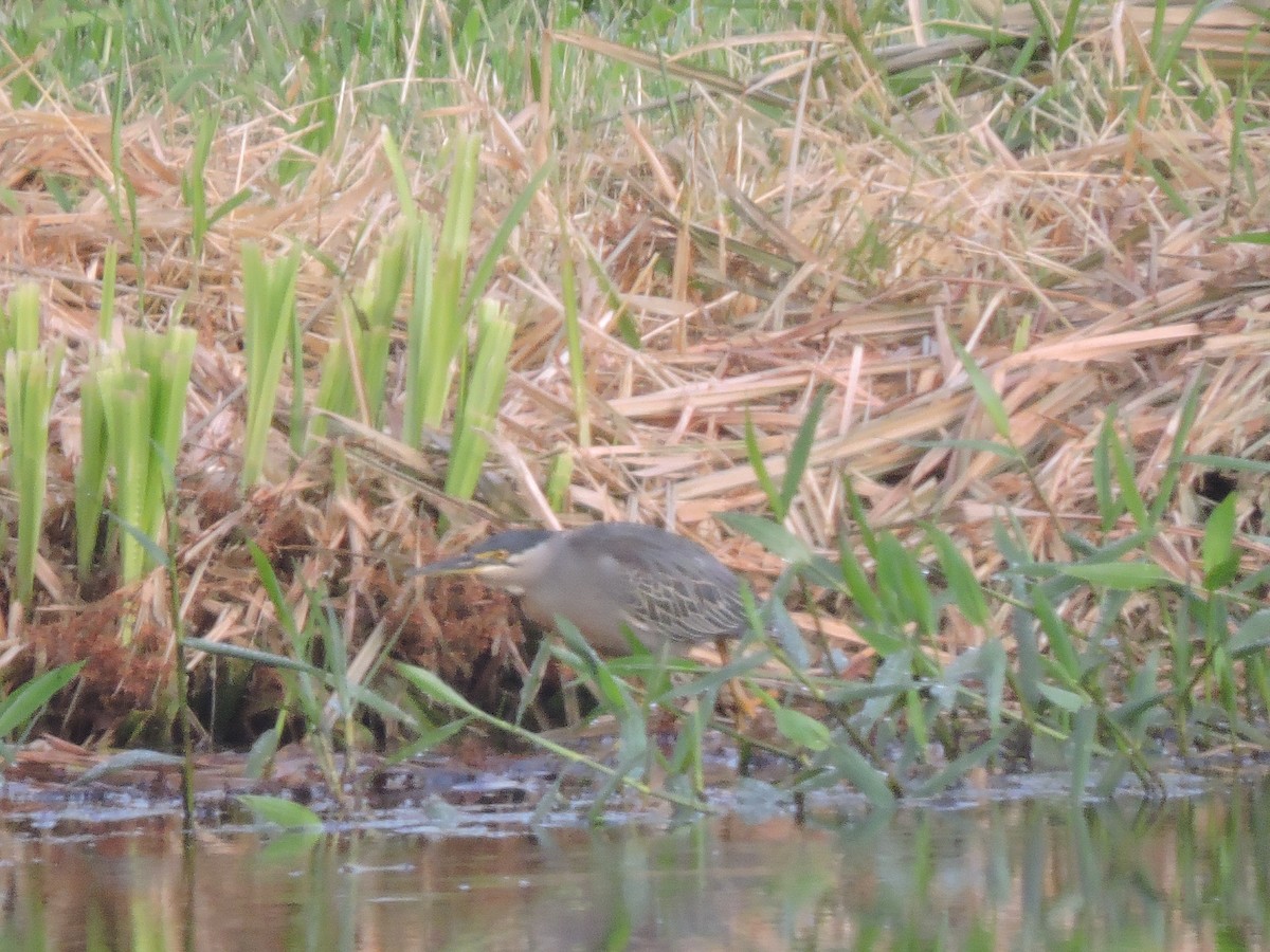 Black-crowned Night Heron - ML645942983