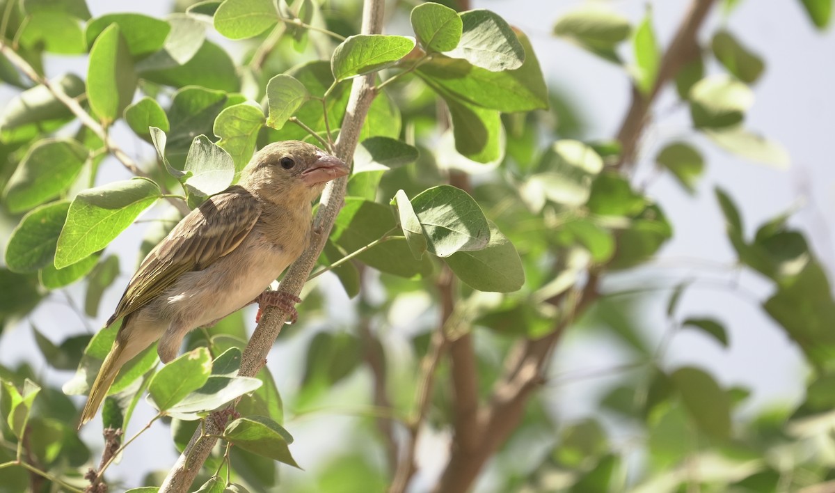 Иволговый ткач - ML645942996