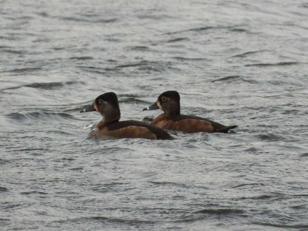 Ring-necked Duck - ML645942998