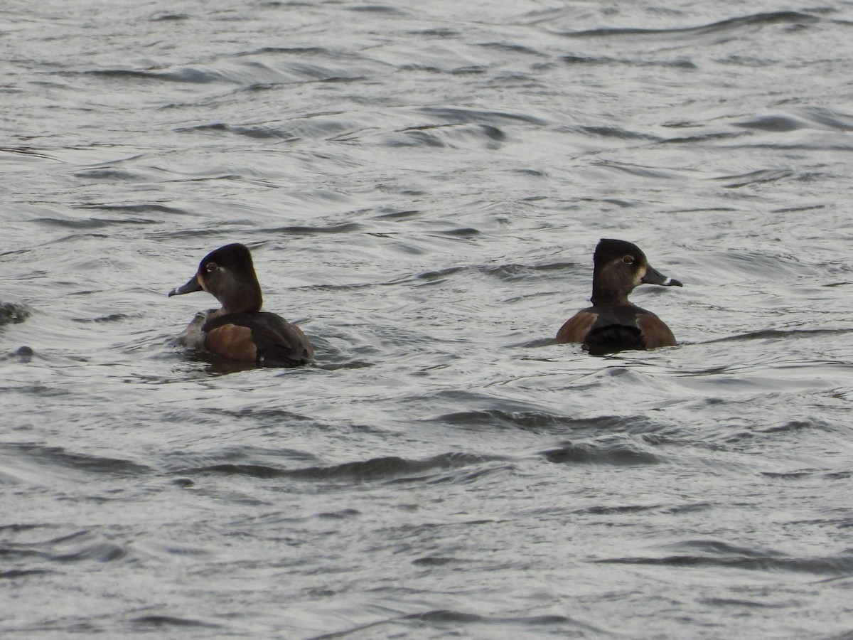 Ring-necked Duck - ML645942999