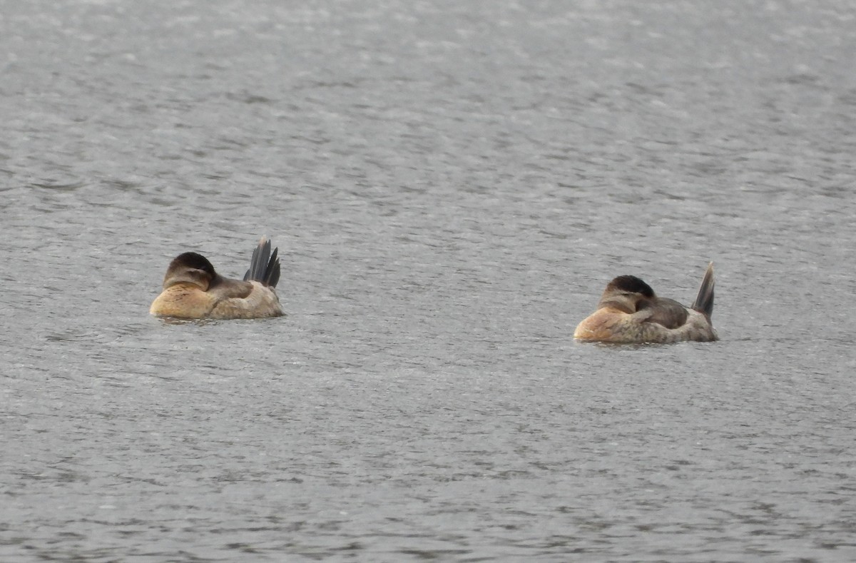 Ruddy Duck - ML645943013