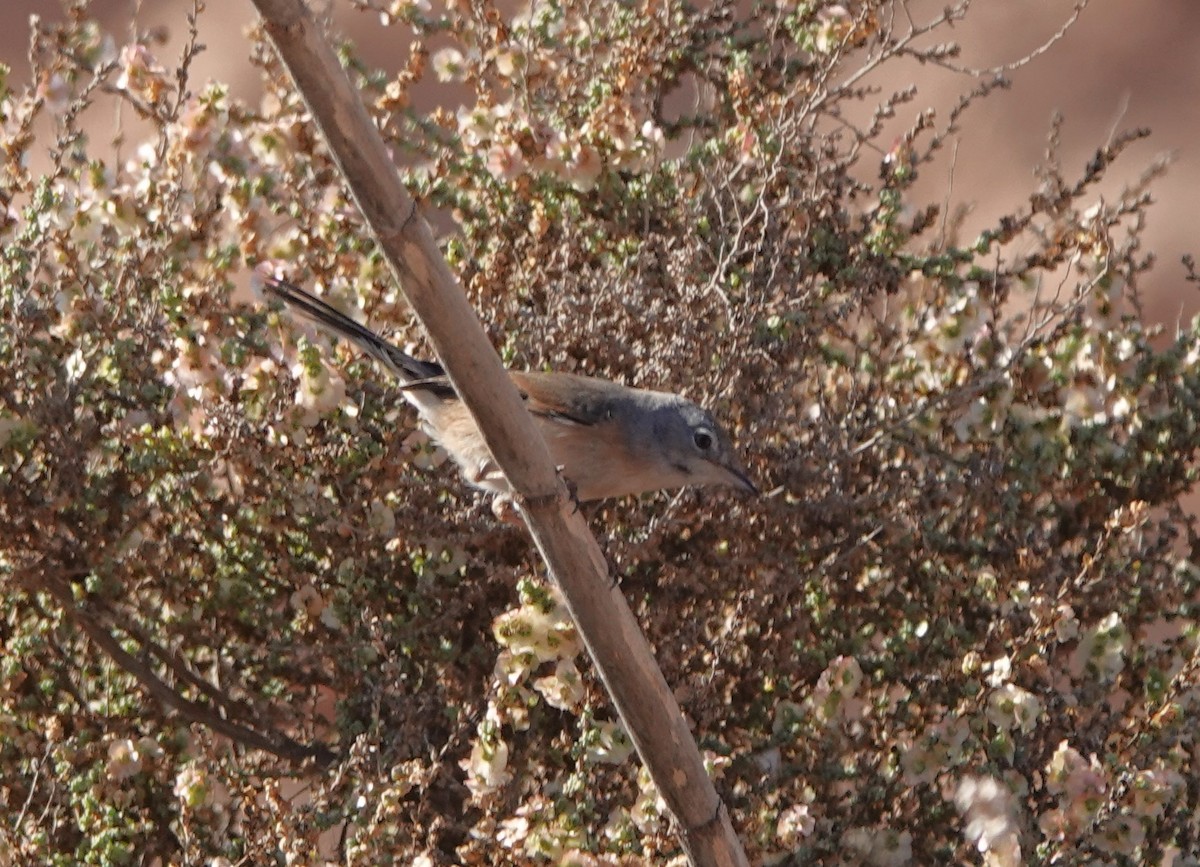 Bozkır Ötleğeni - ML645943014