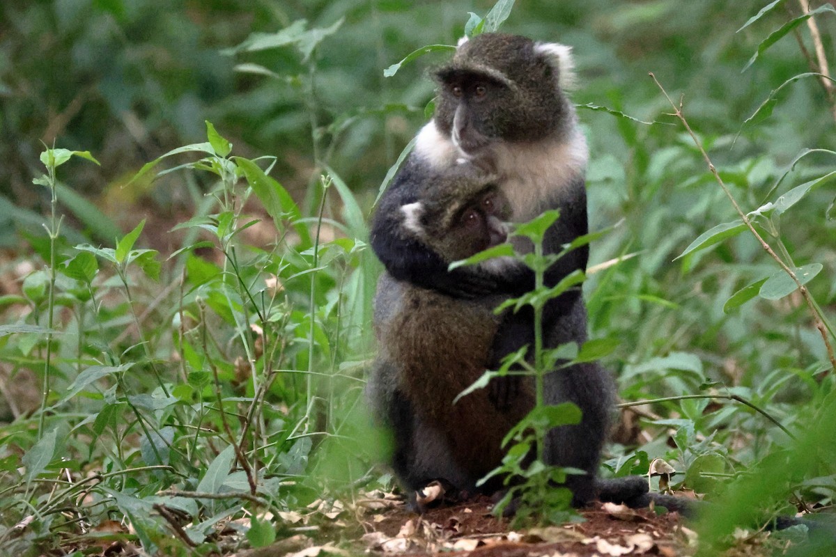 Sykes' Monkey - ML645943016