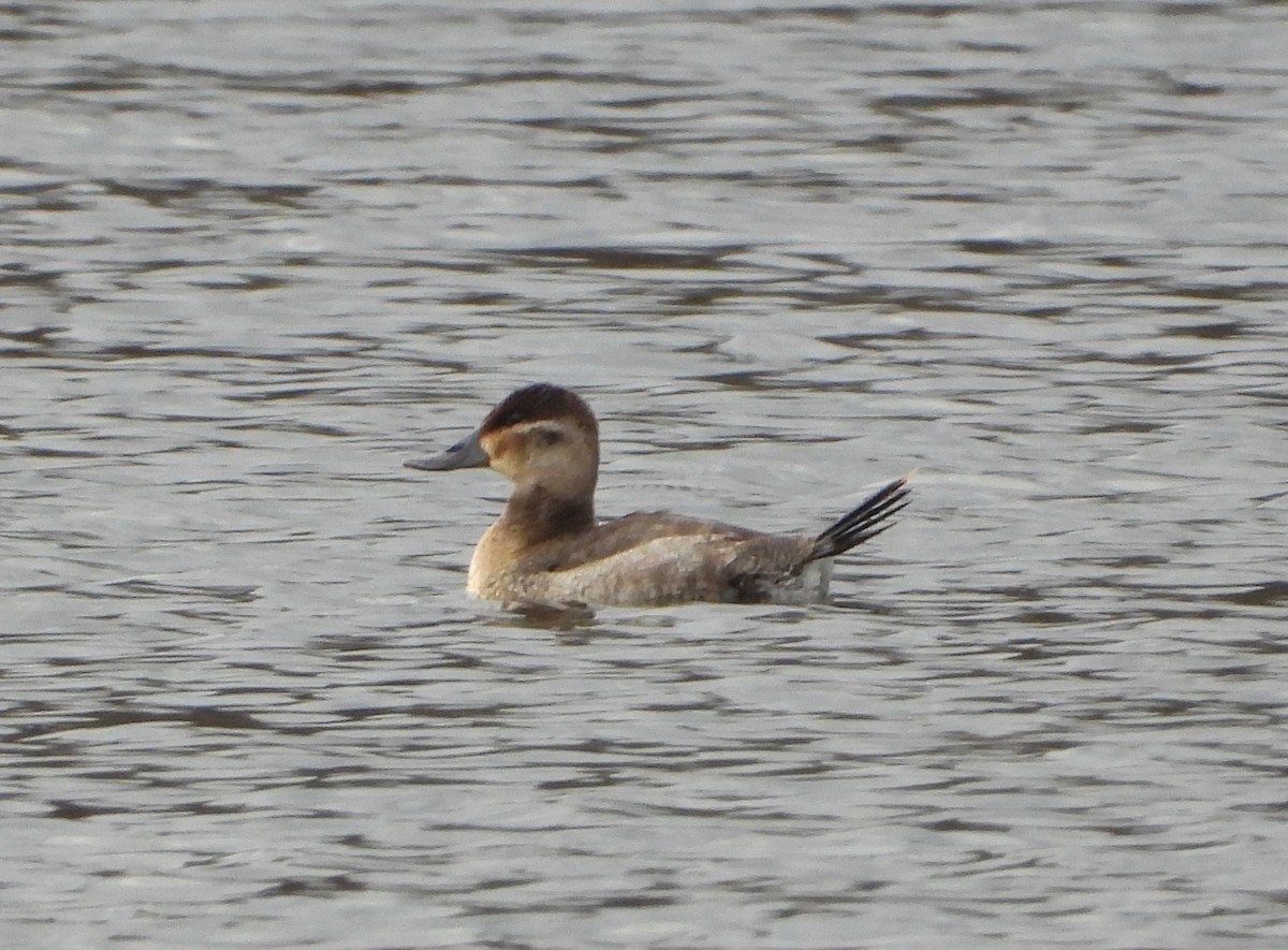Ruddy Duck - ML645943018