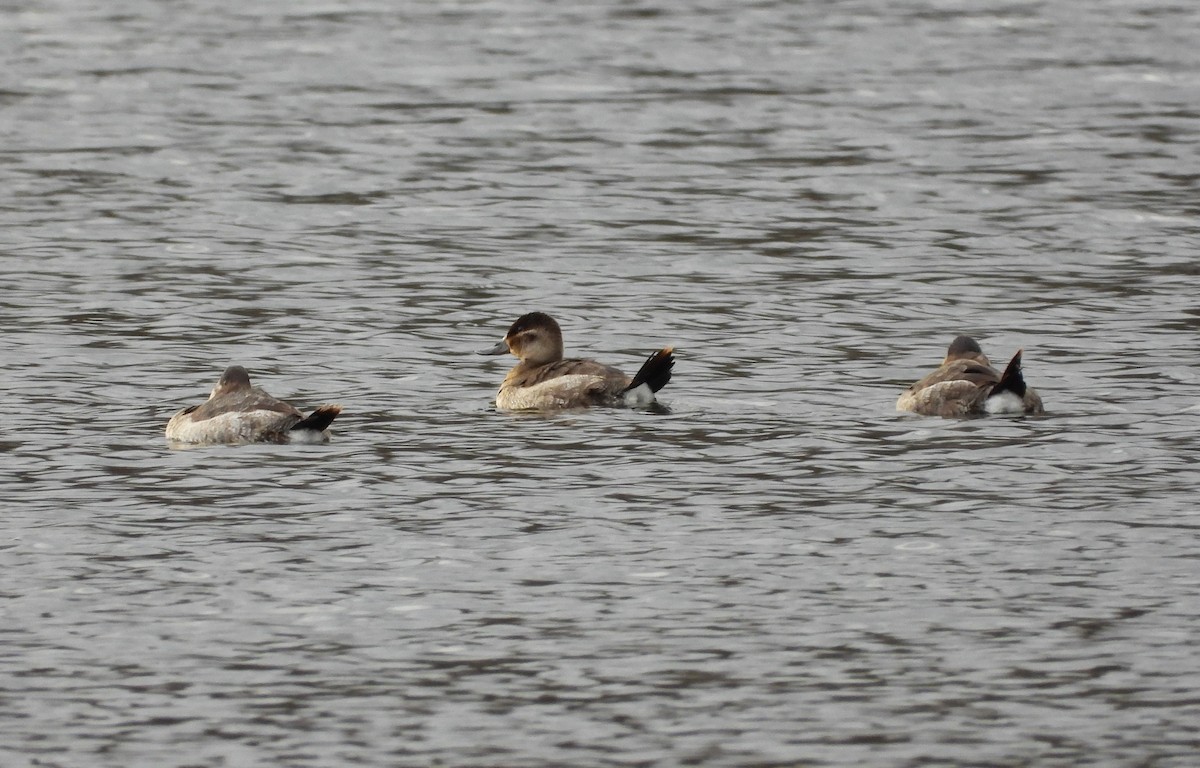 Ruddy Duck - ML645943019