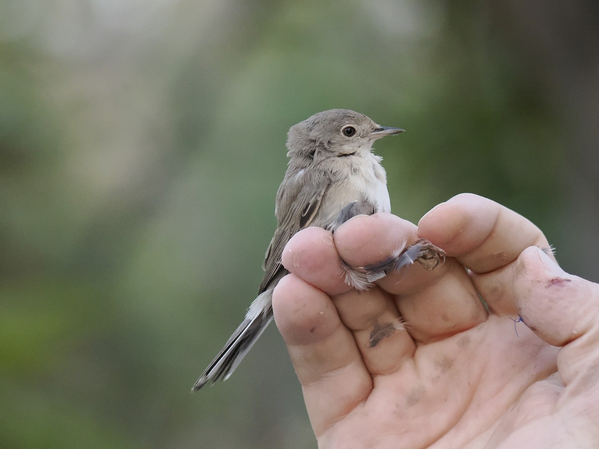 Curruca Carrasqueña Oriental - ML645943027