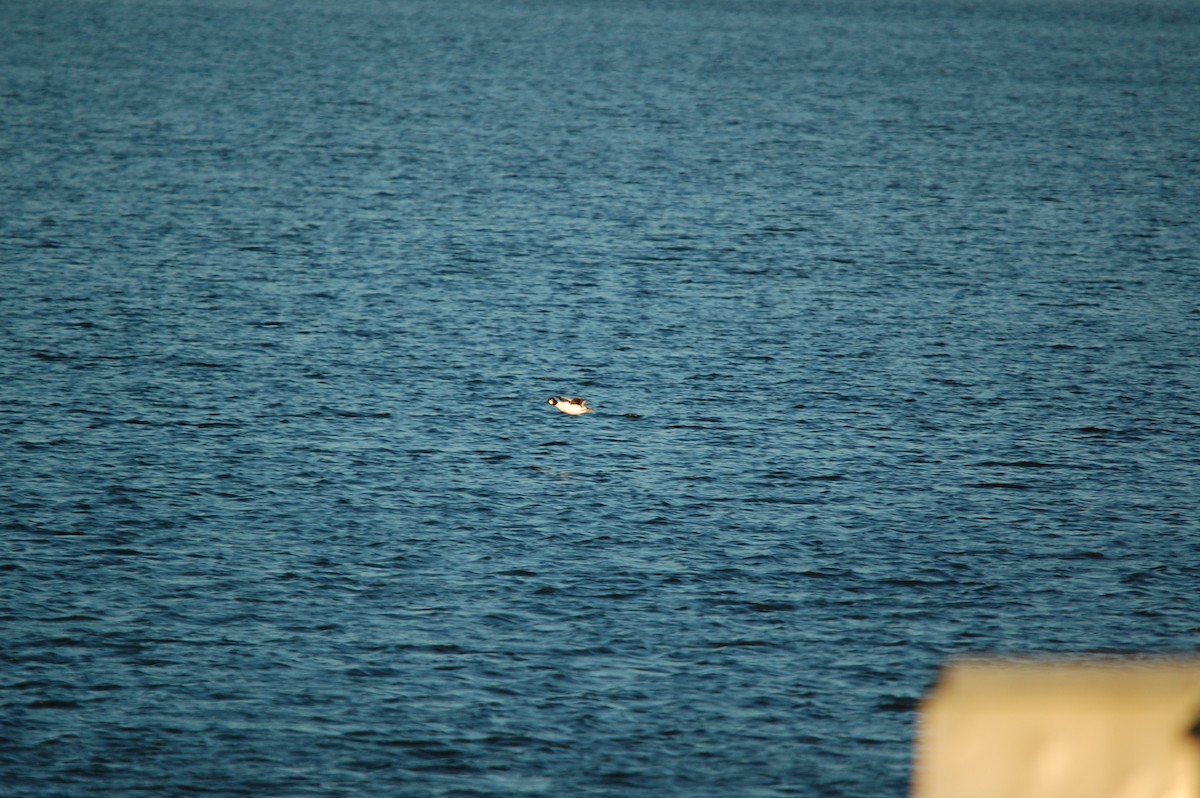 Common Goldeneye - ML645943029