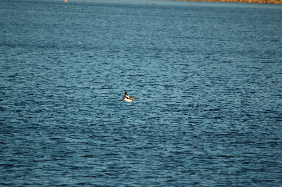 Common Goldeneye - ML645943030