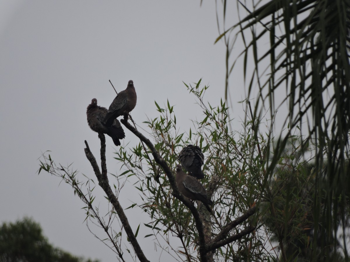 Голуб аргентинський - ML645943031