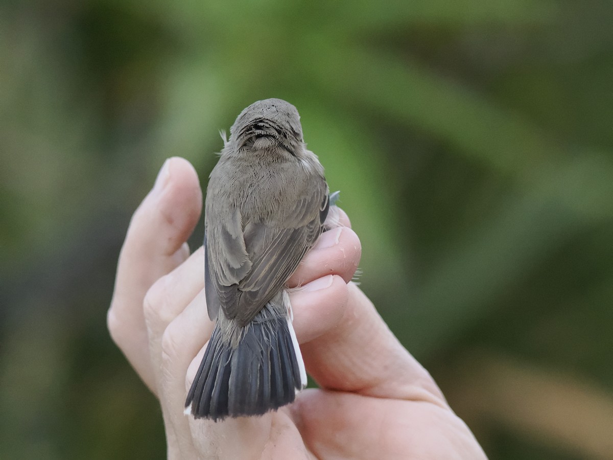 Curruca Carrasqueña Oriental - ML645943047