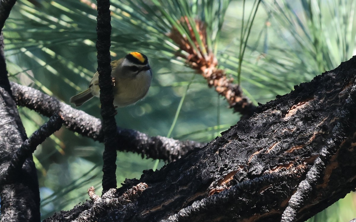 Erregetxo amerikarra - ML645943049