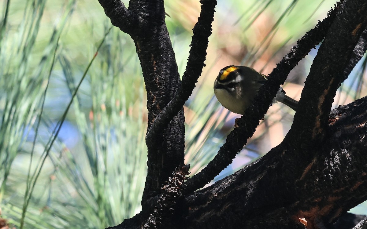 Erregetxo amerikarra - ML645943053