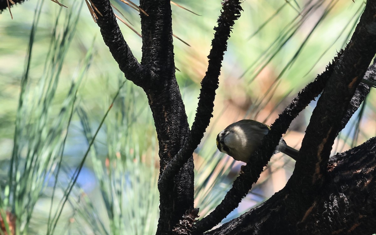 Erregetxo amerikarra - ML645943054