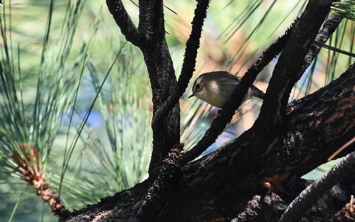 Erregetxo amerikarra - ML645943055