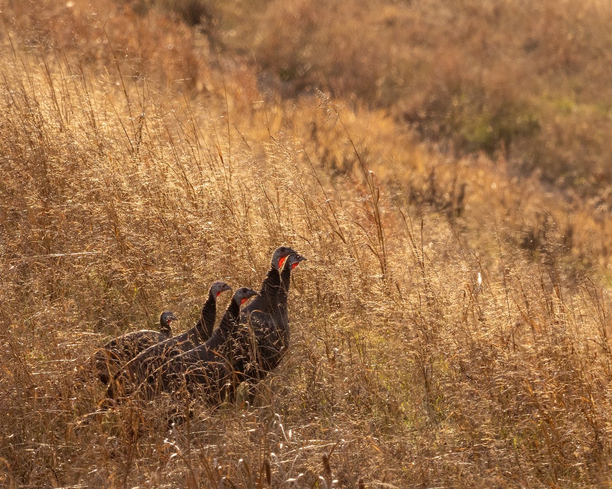 Wild Turkey - ML645943058