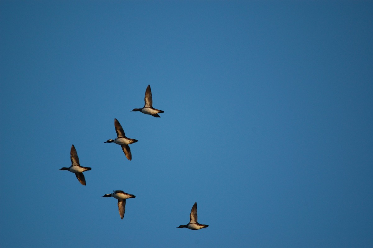 Hooded Merganser - ML645943060