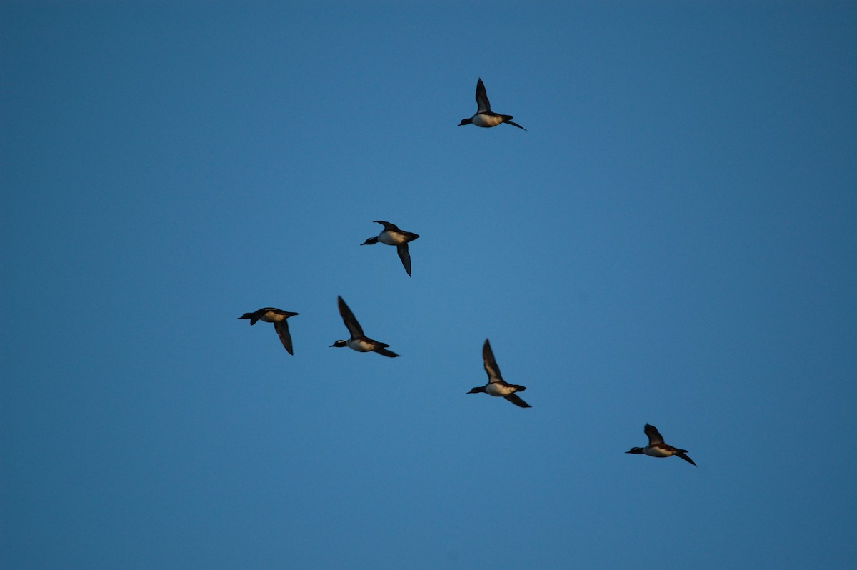 Hooded Merganser - ML645943061