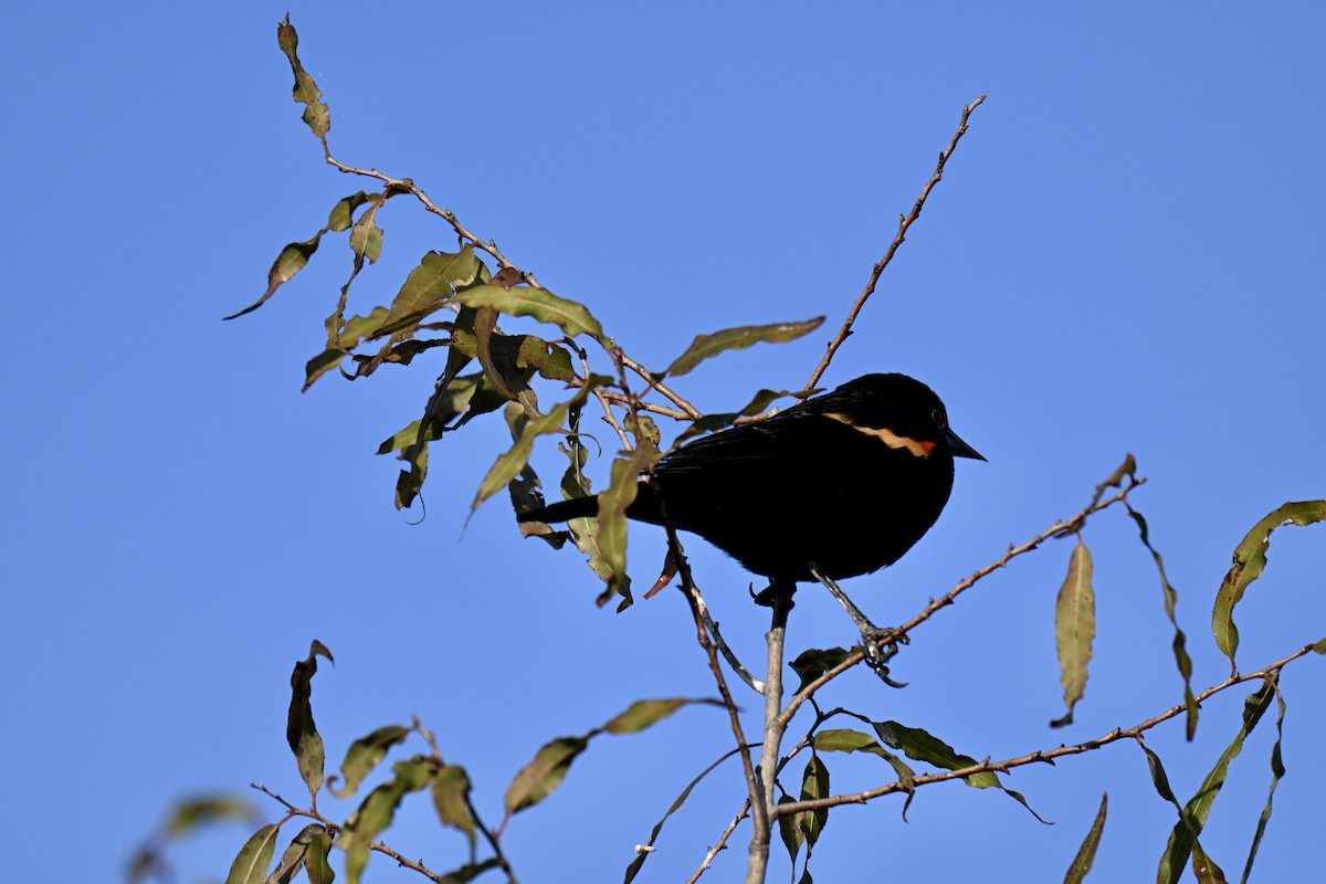 Red-winged Blackbird - ML645943062