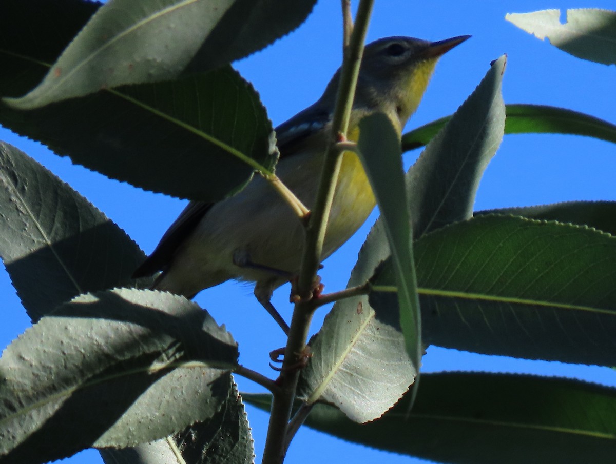 Northern Parula - ML645943063