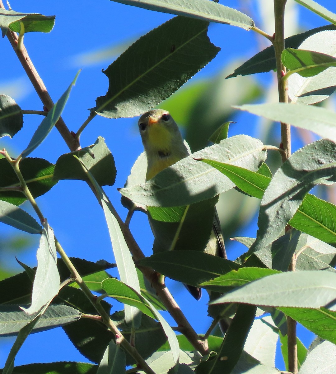 Northern Parula - ML645943064