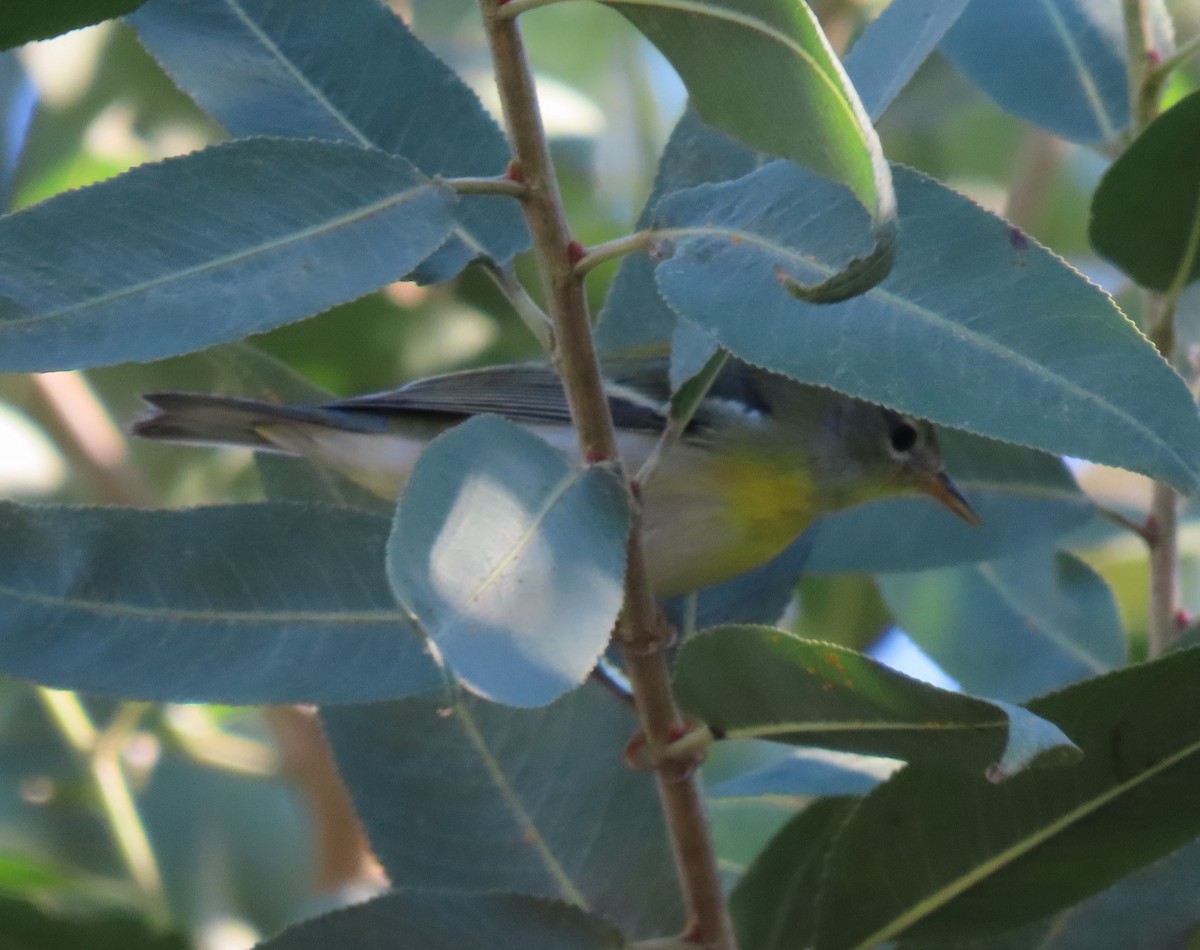 Northern Parula - ML645943065