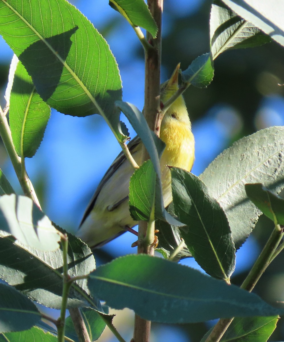 Northern Parula - ML645943066