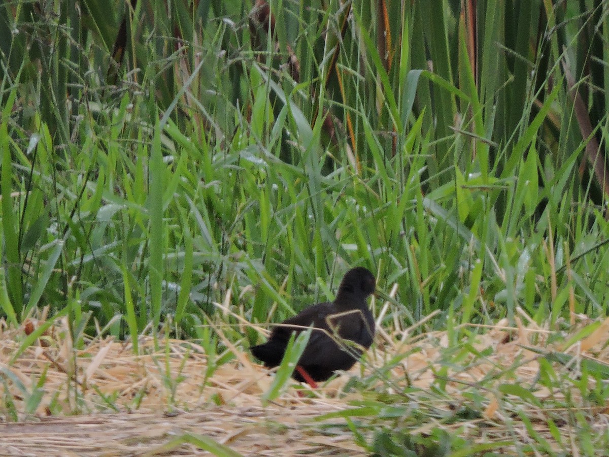 Slaty-breasted Wood-Rail - ML645943068