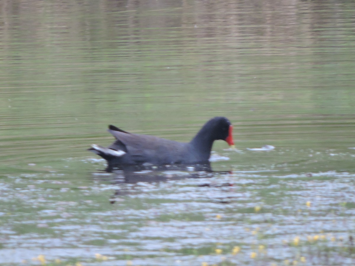 slípka americká - ML645943079