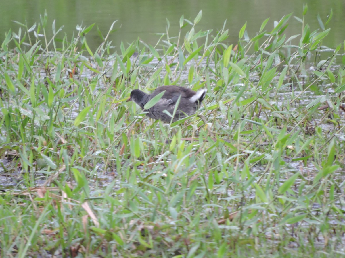 slípka americká - ML645943091