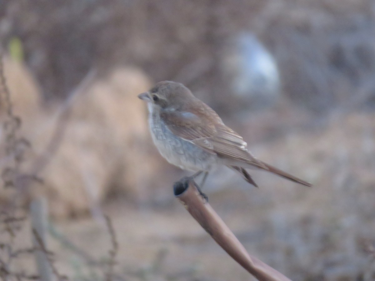 Red-backed Shrike - ML645943094