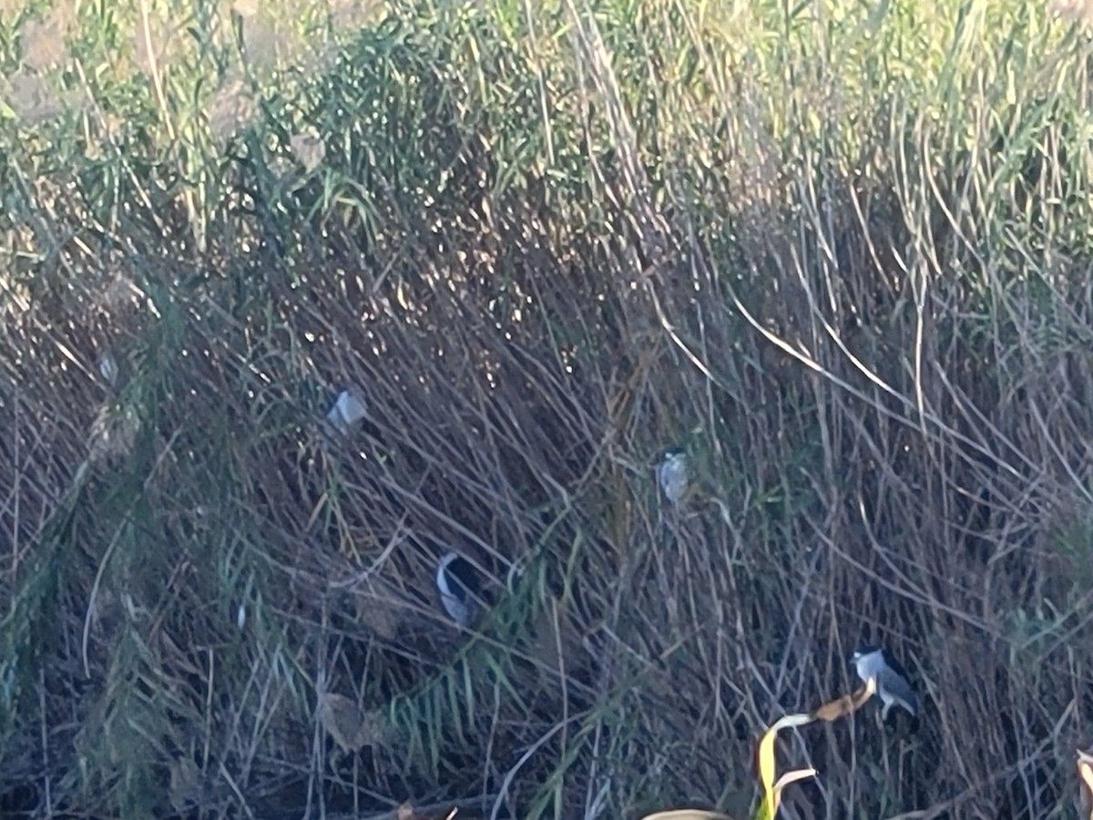 Black-crowned Night Heron - ML645943095