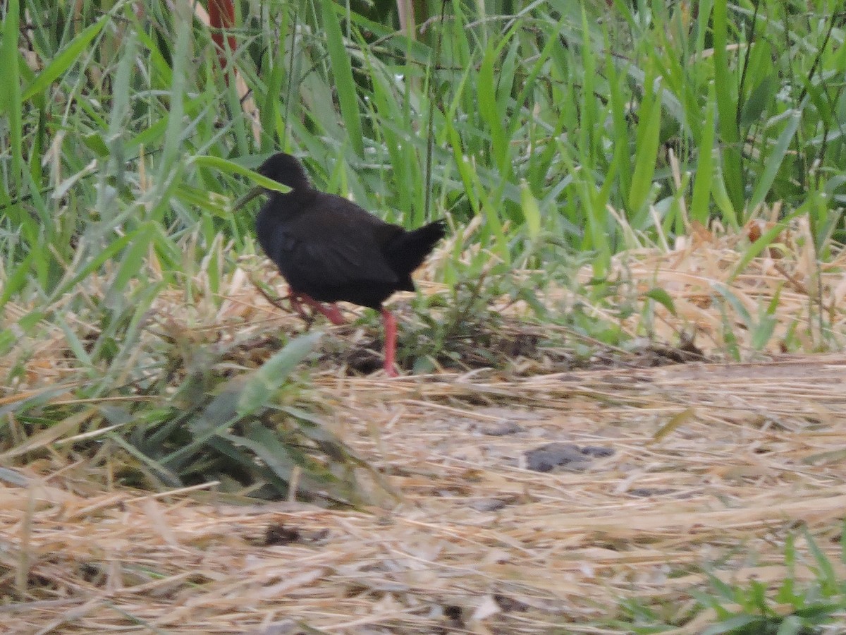 Slaty-breasted Wood-Rail - ML645943100