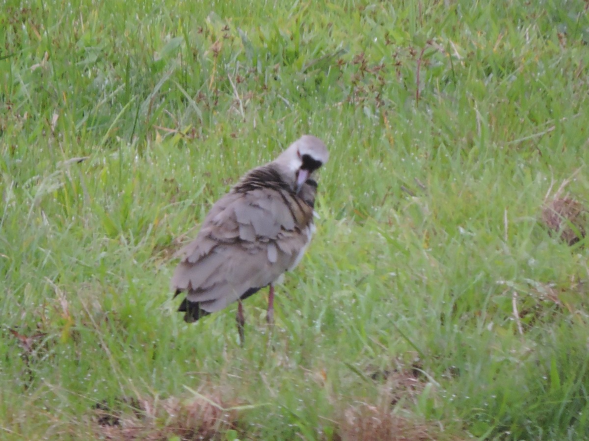 Southern Lapwing - ML645943106