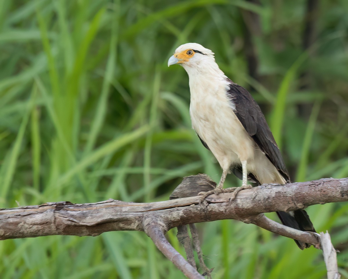 Yellow-headed Caracara - ML645943108