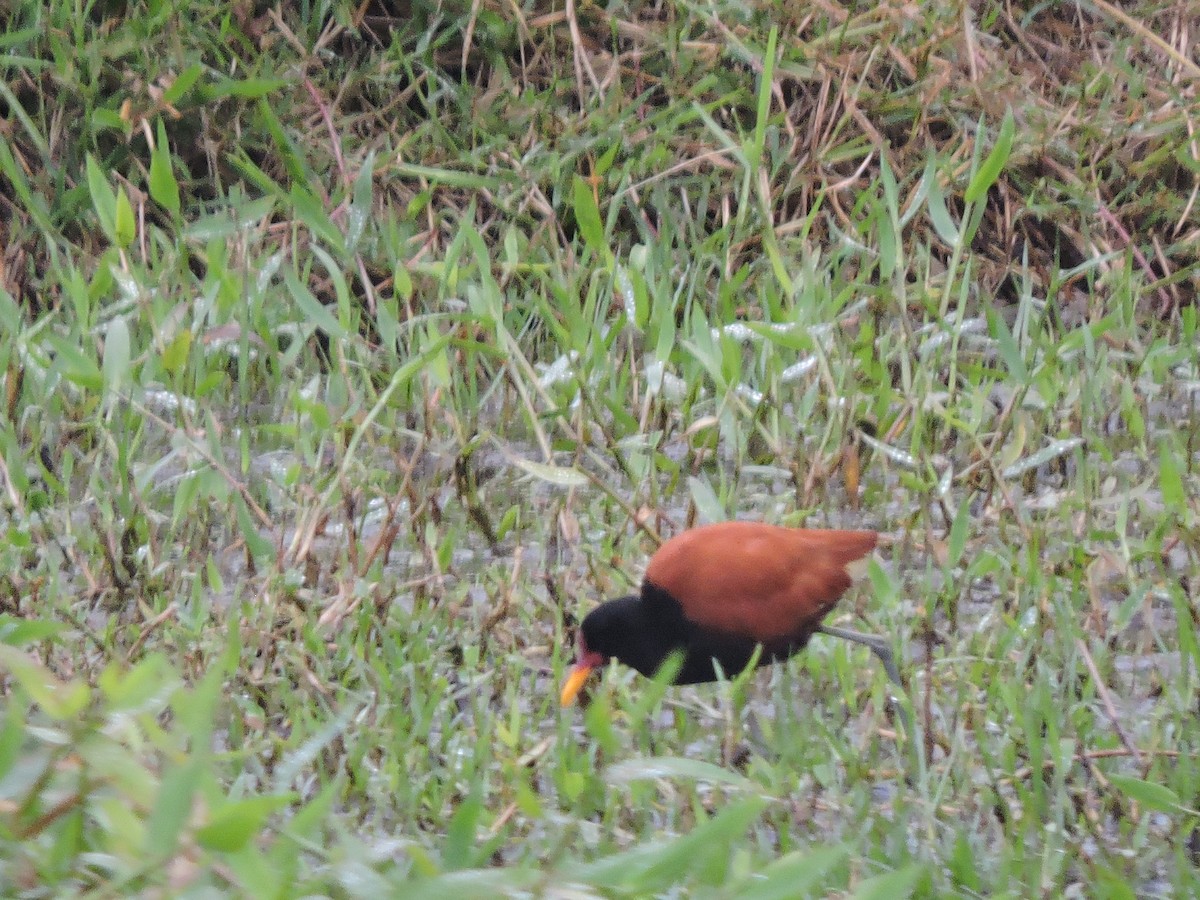 Wattled Jacana - ML645943121