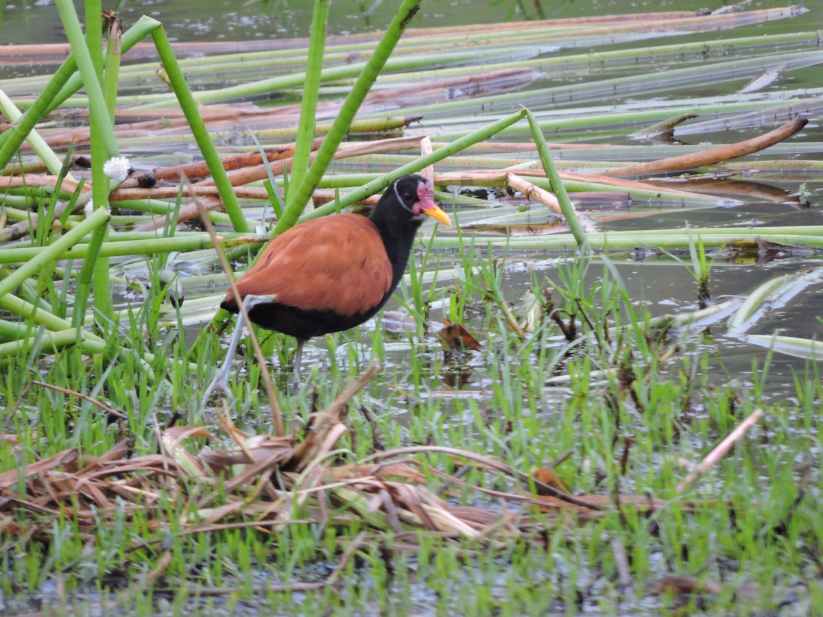 Wattled Jacana - ML645943122