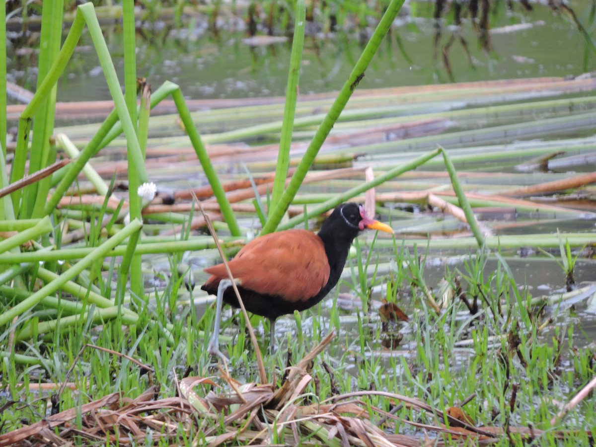 Wattled Jacana - ML645943123