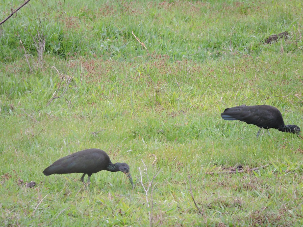 Green Ibis - ML645943128