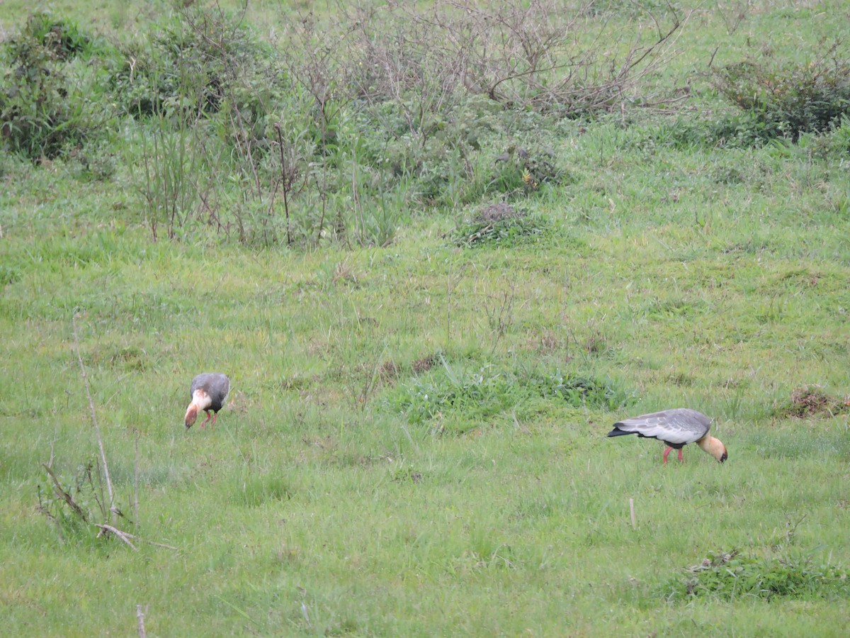 Buff-necked Ibis - ML645943134
