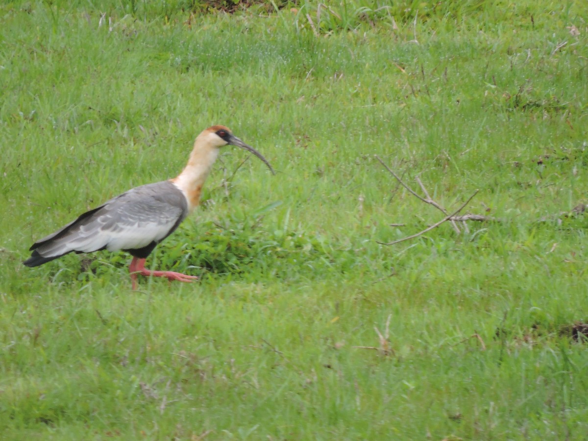Buff-necked Ibis - ML645943135